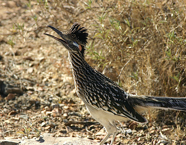 black and gray bird stands behind brown grass at daytime thumbnail