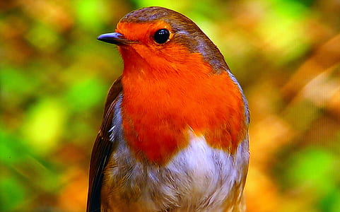 selective focus of European robin bird thumbnail