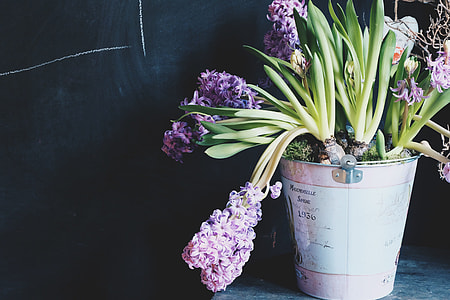 closeup photo of purple petaled flower thumbnail