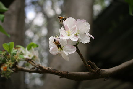 brown bees on white flower thumbnail