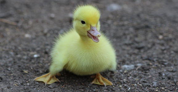 selective focus photograph of yellow duckling thumbnail