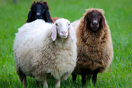white and brown sheeps thumbnail