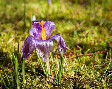 purple iris flower closeup photography thumbnail