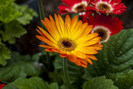 closeup photo of orange petaled flower thumbnail