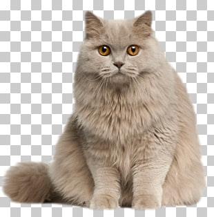 British Longhair Persian Cat British Shorthair British Semi