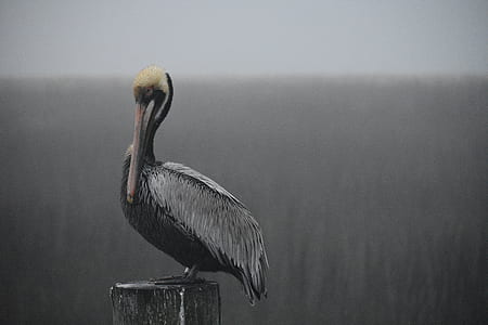 white and gray bird on wood log thumbnail