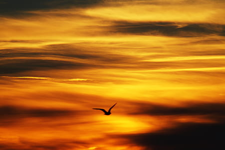 light, flight, dawn, landscape thumbnail