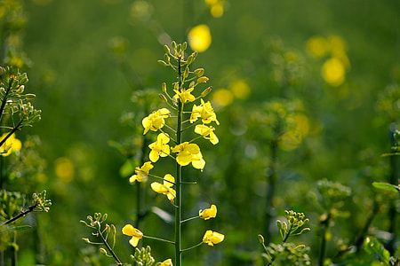 Oilseed Rape, Rape Blossom thumbnail