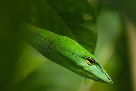 photo of green snake during daytime thumbnail