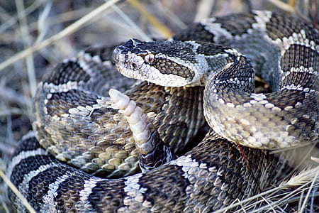 gray and black snake thumbnail