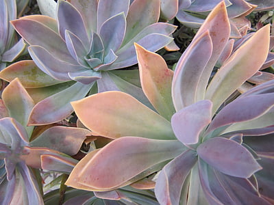 purple-and-yellow leafed plants thumbnail