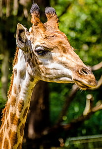 close up photography of giraffe thumbnail