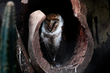 wildlife photography of owl on tree hole thumbnail
