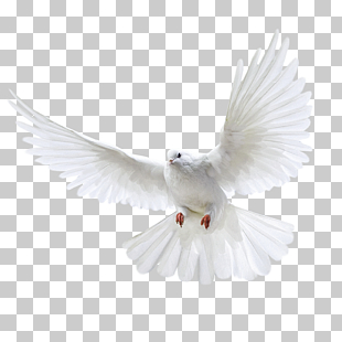 Columbidae Domestic pigeon Wedding, White flying pigeon , white dove illustration PNG clipart