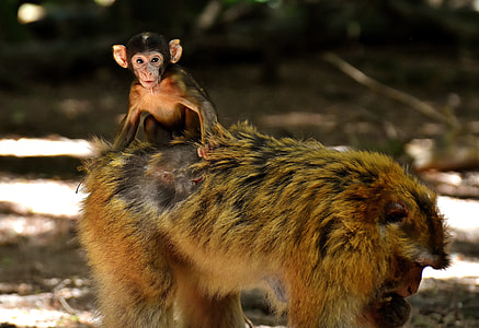 Baby Monkey, Barbary Ape thumbnail