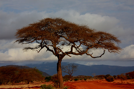 brown tree during daytime thumbnail