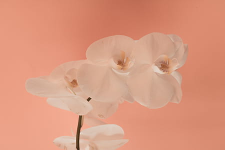 White Flowers thumbnail