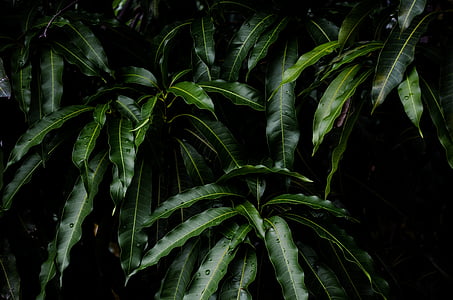 green leafed plant against black background thumbnail