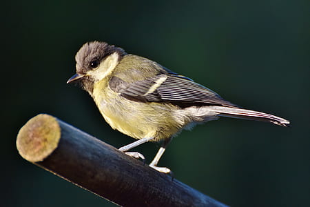 selective focus photography of bird preaching on hood thumbnail