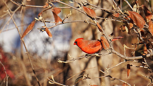 Northern cardinal perched on tree branch thumbnail
