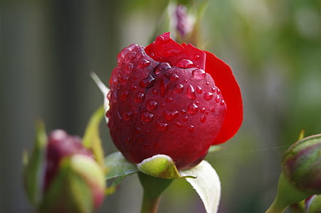 macro photography of water dew on red rose flower thumbnail