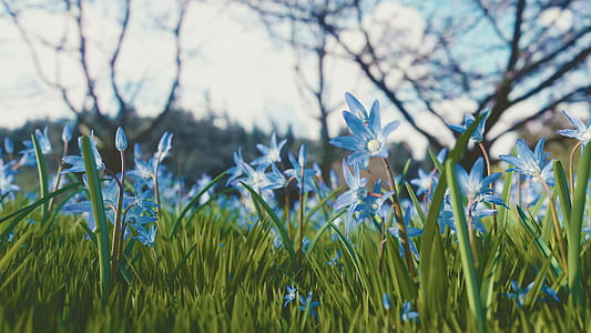Blue and White Petaled Flower Under White and Blue Sky thumbnail