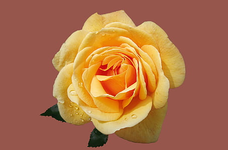 close up photography of yellow rose flower thumbnail