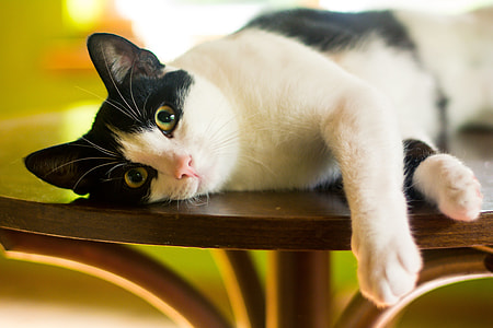 tuxedo cat on table thumbnail