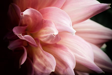 closeup photography of pink dahlia thumbnail