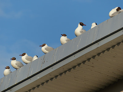 flock of white birds on white roof thumbnail