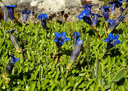 close-up photography of blue petaled flowers during daytime thumbnail