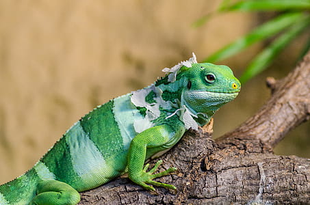 Green Iguana on Brown Branch Closeup Photo thumbnail