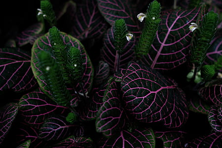 close-up photo of pink and green leaf plant thumbnail