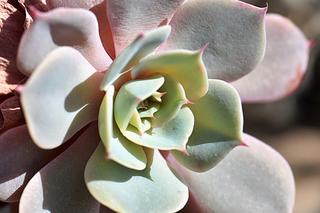 green and red succulent plant thumbnail