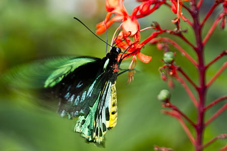 green and yellow butterfly on red flower during dayime thumbnail