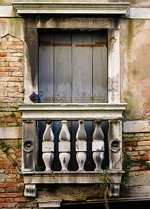 blue pigeon on terrace thumbnail