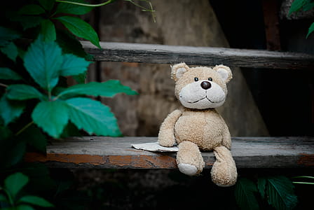 Brown Bear Plush Toy on Wooden Stairs beside Plants thumbnail
