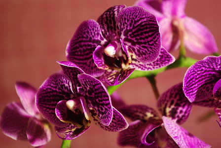 shallow focus photography of purple flowers thumbnail