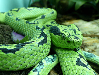 green and black snake thumbnail