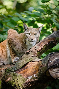 focus photo of brown wild cat thumbnail