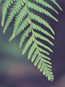 Selective Photo of Green Leaf Fern thumbnail