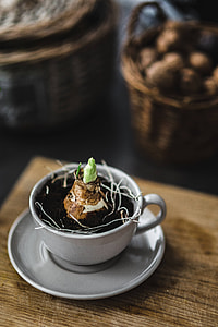 Little seedling in a cut with walnuts and golden pins thumbnail