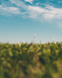 close up photo of green grass under clear sky thumbnail