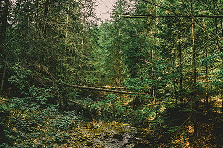 Forest Full of Green Leaf Trees thumbnail