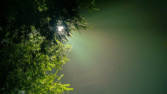 green leafed tree thumbnail