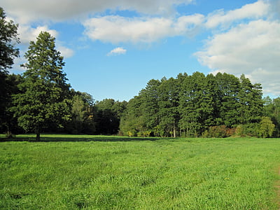 green leafed trees under blue sky thumbnail