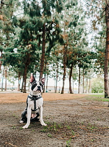 black and white Boston terrier sitting on ground near tall trees at daytime thumbnail