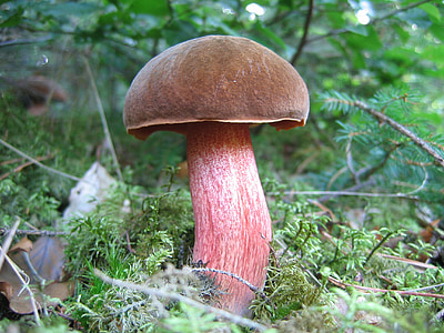 mushroom in between grass thumbnail