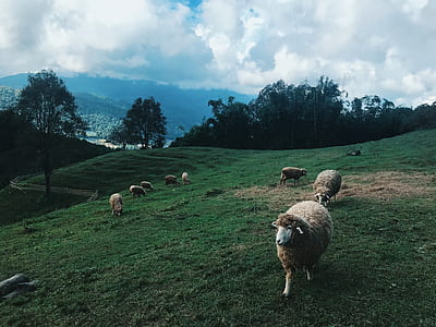 Group of Sheep at the Field thumbnail