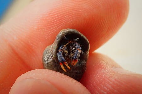 Fingers Holding a Small Black Spider Egg thumbnail